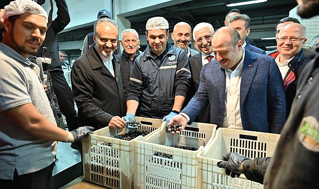 Bursa zeytininde hasat bereketi