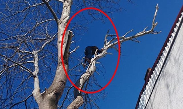 Bursa’da hırsız, polisten kaçmak için ağaca tırmandı