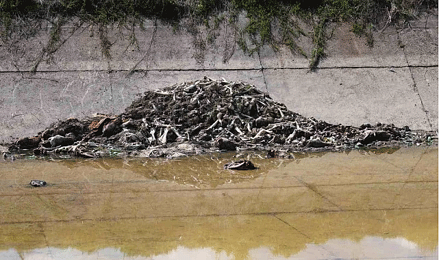 Adana’da yüzlerce kesilmiş at ve eşek eti bulundu