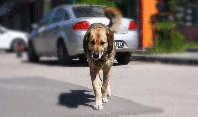 Başıboş köpeklerle ilgili taslak meclis ‘te