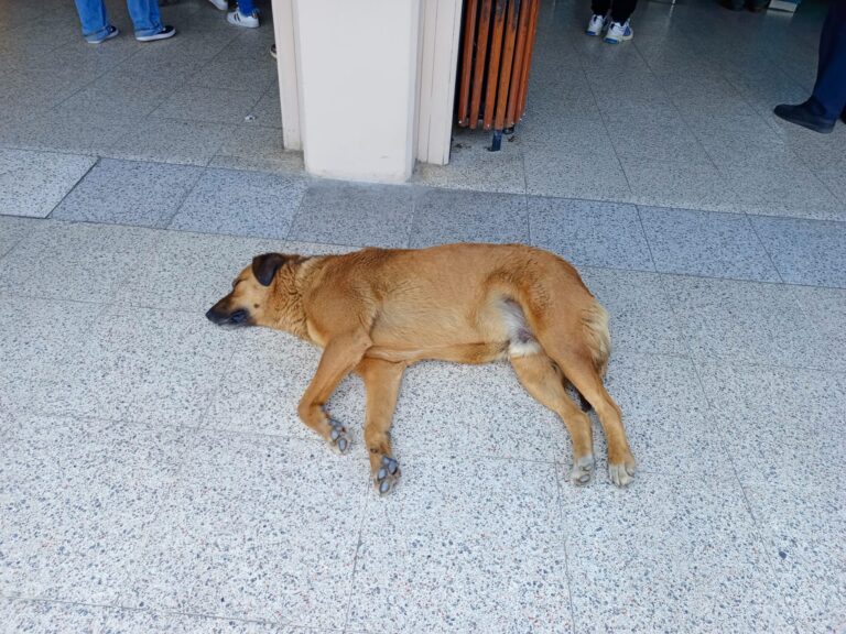 Halkın sokak hayvanları ile ilgili düşünceleri nedir?