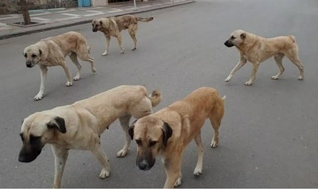 Zafer Partisi Bursa İl Başkanlığı’ndan AKP’nin Sokak Hayvanlarıyla İlgili Yasa Hazırlığına İtiraz