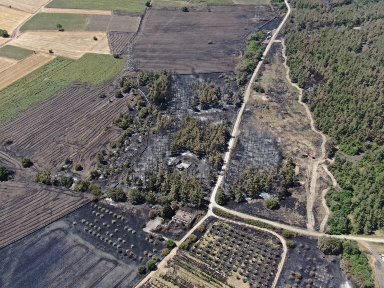 Başkan Bozbey’den ağaçlandırma çağrısı
