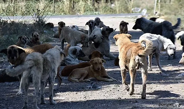 Sahipsiz sokak köpekleriyle ilgili kanun teklifi kabul edildi