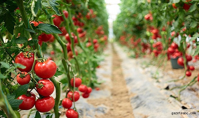 Yaş meyve sebze mamulleri ihracatı 6 ayda 3 milyar doları aştı