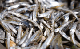 İzmir Körfezi için Bakanlık harekete geçti