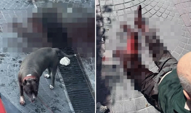 Saldırgan köpekler can aldı