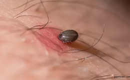 Kene kaynaklı yeni virüs keşfedildi