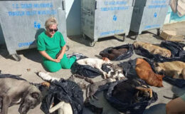 Kocaeli’de Seri Katil