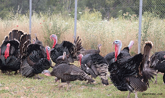 Sofraları Süsleyen Hindi Elde Kaldı