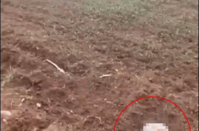 Şırnak’ta Vahşet!