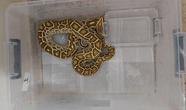 Sivas'ta Egzotik Hayvan Kaçakçılığı Operasyonu