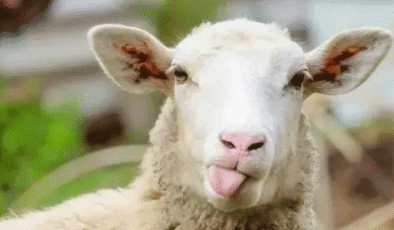 Kurban Bayramına Sıkı Tedbirler!