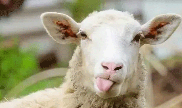 Kurban Bayramına Sıkı Tedbirler!