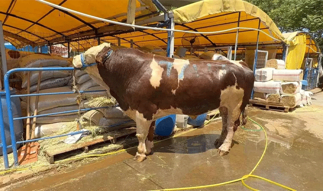 Kurban Pazarı’nda Rekor Satış