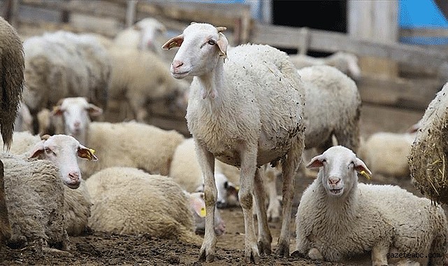Türkiye’den Avrupa’ya Hayvancılık Dersi