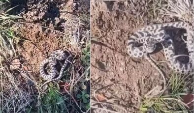 Vatandaşın Mantar Turu Tehlikeli Karşılaşmayla Sonlandı