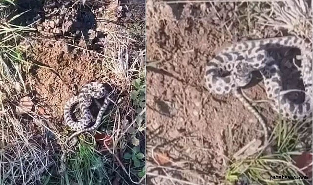 Vatandaşın Mantar Turu Tehlikeli Karşılaşmayla Sonlandı