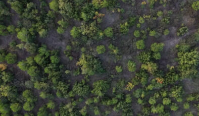 Bursa Yeniden Yeşeriyor