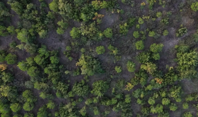 Bursa Yeniden Yeşeriyor
