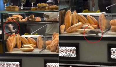 Fırın Vitrininde Fare Şoku