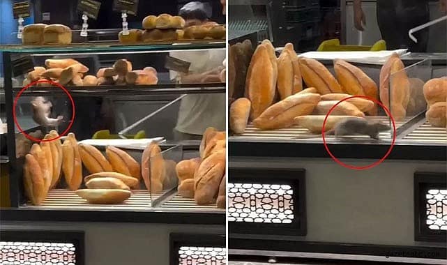 Fırın Vitrininde Fare Şoku