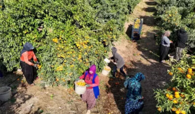 Toplanamayan Meyve Pazarı Çökertti