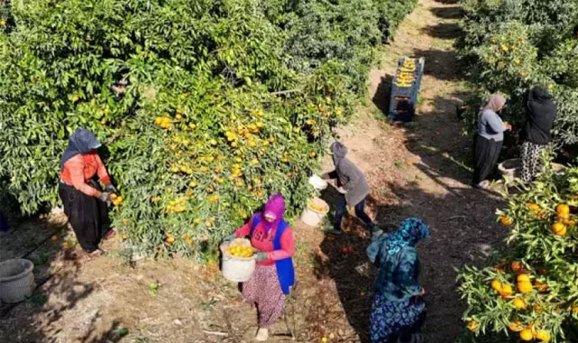 Toplanamayan Meyve Pazarı Çökertti