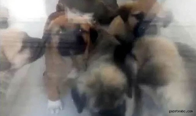 Köpeklere İstismar Davasında Karar Bozuldu