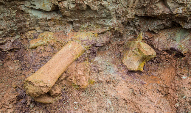 Brezilya’da Dev Dinozor Keşfi