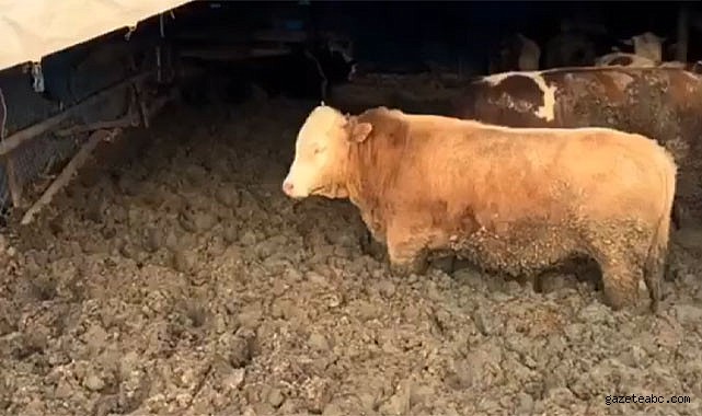 Çorum’da Hayvan Hakları İhlali