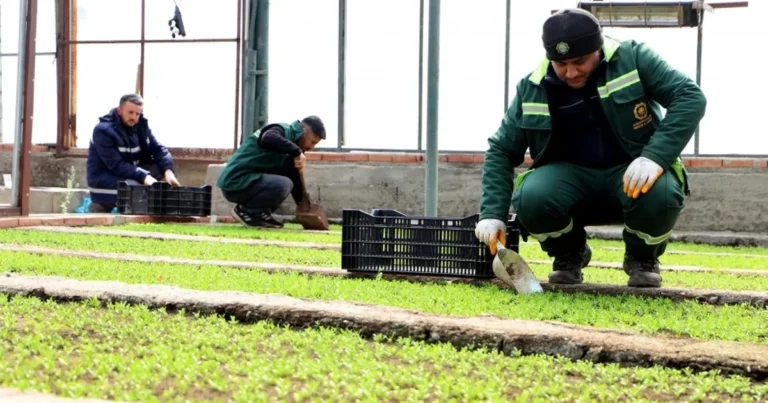 DBB 2 milyon Çin karanfili üretecek