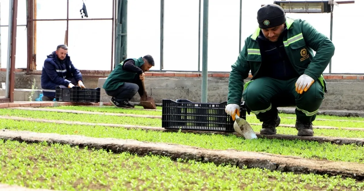 DBB 2 milyon Çin karanfili üretecek