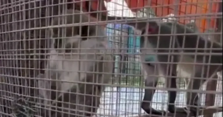 Denizli’de üç örümcek maymunu koruma altında