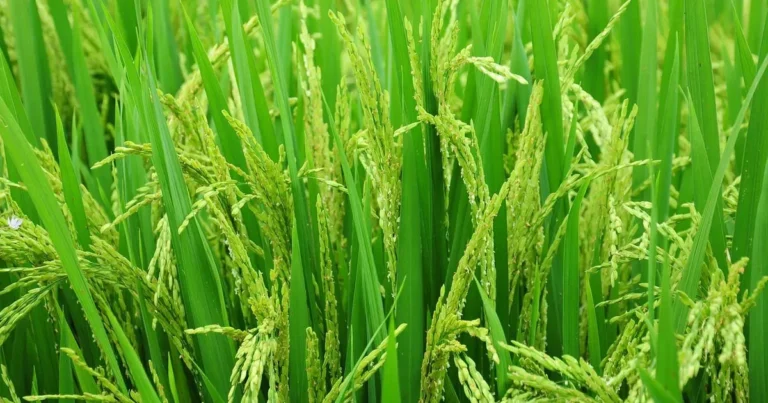 Edirne’de 2026 çeltik ekim başvuruları başladı