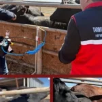 Şap aşısında iğnesiz uygulama deneniyor