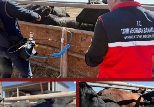 Şap aşısında iğnesiz uygulama deneniyor