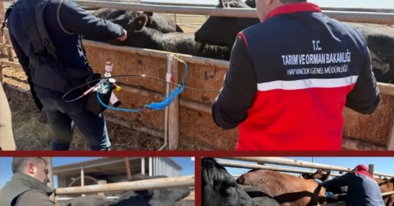 Şap aşısında iğnesiz uygulama deneniyor