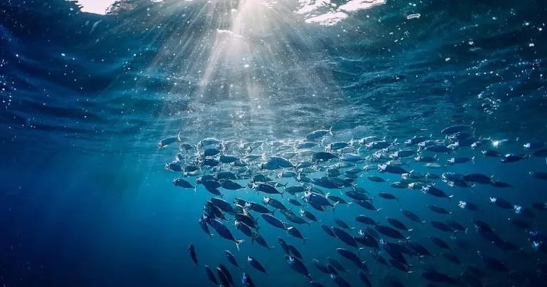 Türkiye o komisyonda gözlemci ülke oldu