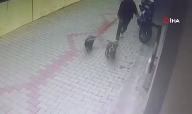 Üç yaşındaki bebeğe köpek saldırısı